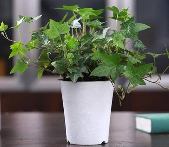 常青藤除甲醛嗎，每平方米可吸收甲醛1.48毫克