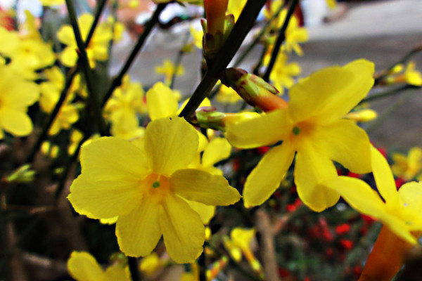 盆栽迎春花的養(yǎng)殖方法和注意事項(xiàng)