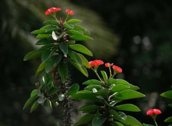 虎刺梅冬天養(yǎng)殖的禁忌，做好四個要點便可安然過冬
