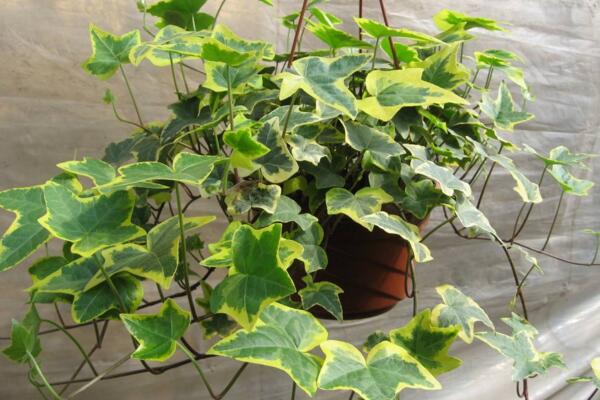 常春藤怎么養(yǎng)葉子綠，常春藤養(yǎng)殖5大要點