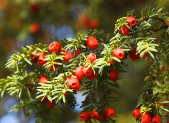 東北紅豆杉與南方紅豆杉有什么區(qū)別，介紹最簡(jiǎn)單的三種區(qū)別方法