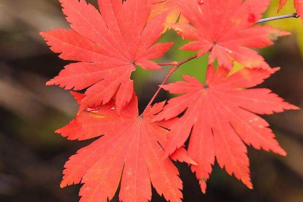 秋天代表性的動(dòng)植物