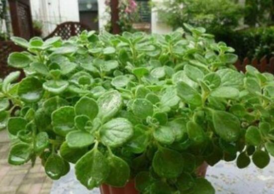 碰碰香的養(yǎng)殖方法，土壤陽光澆水施肥修剪病蟲害缺一不可