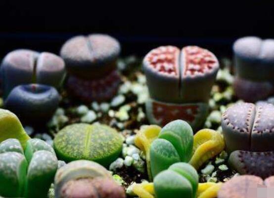 生石花怎么種植，做好六個步驟盆盆爆滿