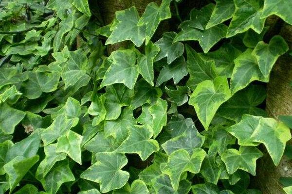 常春藤葉子發(fā)黃怎么辦，找到原因及時(shí)處理