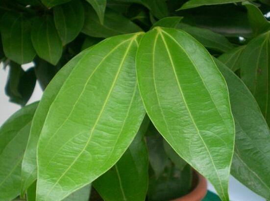 平安樹的花語(yǔ)，祈求平安、闔家幸福、萬(wàn)事如意