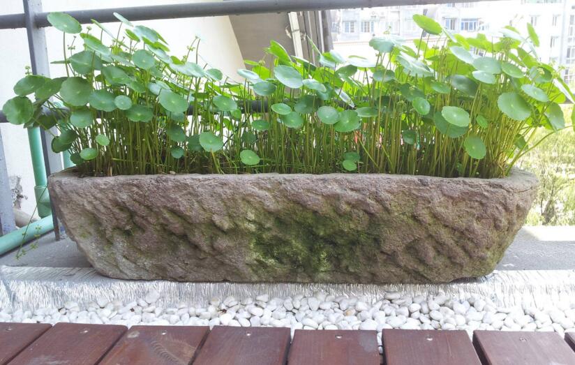 銅錢草怎么種，4個養(yǎng)殖方面要注意