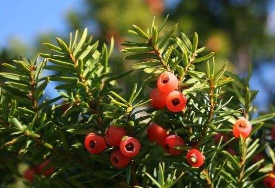 紅豆杉的藥用價(jià)值，盤點(diǎn)紅豆杉六大藥用價(jià)值