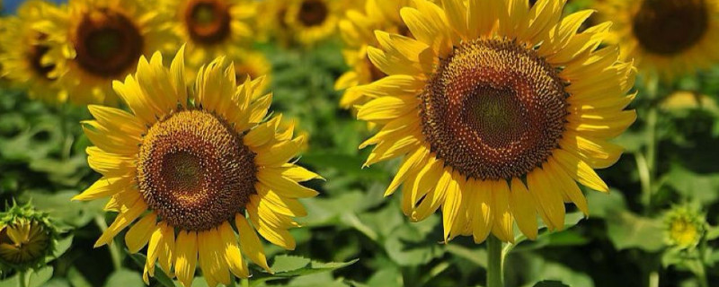 向日葵開(kāi)花以后就會(huì)死嗎