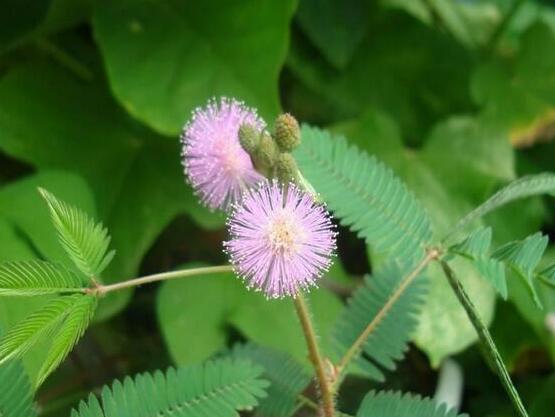 含羞草怎么養(yǎng)活，做好五個要點(diǎn)存活率百分百