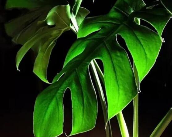 龜背竹滴水是怎么回事，只是一種正常的吐水現(xiàn)象(水分充足)