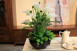 馬蹄蓮夏季的養(yǎng)殖方法，5個(gè)步驟可讓馬蹄蓮順利度夏