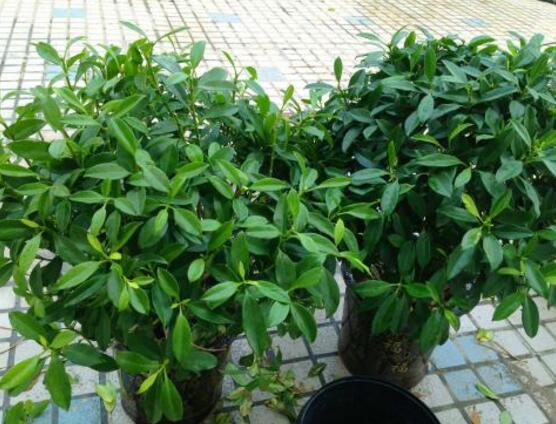 平安樹的花語(yǔ)，祈求平安、闔家幸福、萬(wàn)事如意