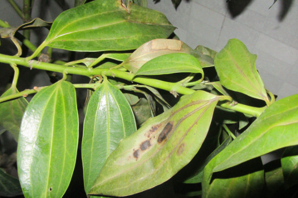 平安樹葉子下垂怎么急救，增光排濕/適當(dāng)追肥