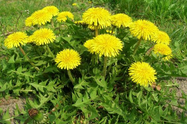 蒲公英怎么吃，涼拌、炒菜、煲湯