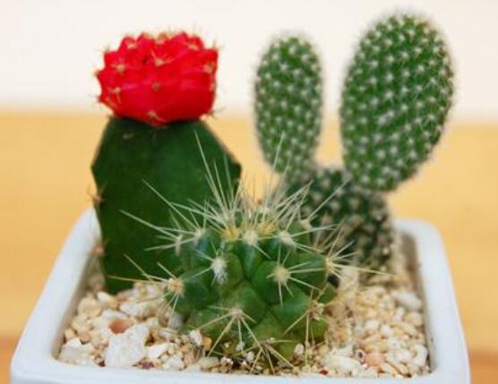 仙人掌適合在室內(nèi)種植嗎，吸收二氧化碳、釋放氧氣/天然氧吧