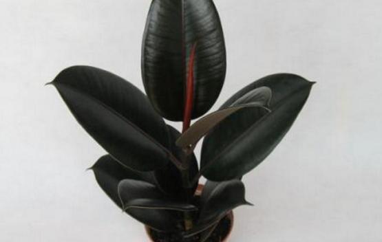 橡皮樹怎么換盆，教你四個(gè)簡(jiǎn)單易學(xué)的方法