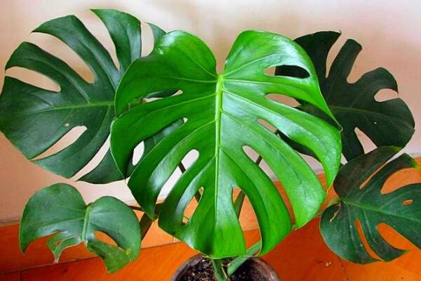 龜背竹一盆養(yǎng)幾棵好，根據(jù)花盆的大小形狀來(lái)決定