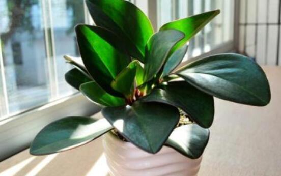 紫邊碧玉椒草的養(yǎng)殖方法和注意事項(xiàng)嗎，老農(nóng)教你六大基本養(yǎng)殖方法