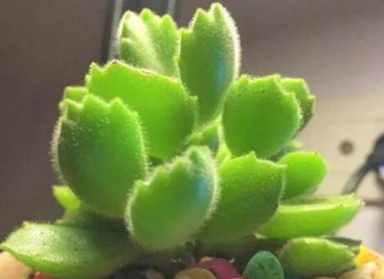 熊童子徒長怎么辦，做好四個要點(diǎn)生長健壯飽滿