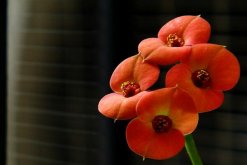 虎刺梅什么時(shí)候開花，只要養(yǎng)護(hù)得當(dāng)一年四季都能開花