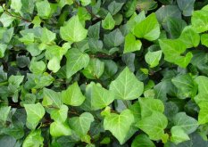 常春藤葉片發(fā)黑怎么辦，可能是得了灰霉病