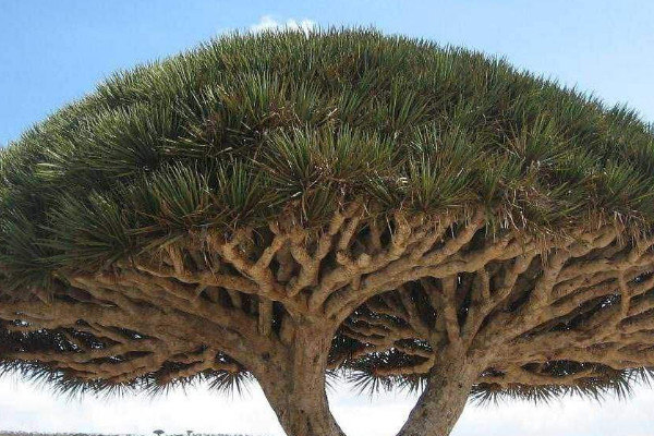 千年木和龍血樹(shù)區(qū)別