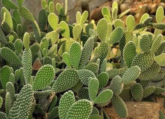 仙人掌怎么澆水和施肥，教你三個步驟便可生長枝葉翠綠