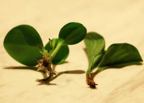 碧玉怎么扦插，碧玉的繁殖方法