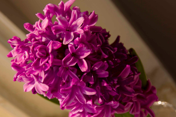 風(fēng)信子什么時候種植，9~10月份是最佳種植時間