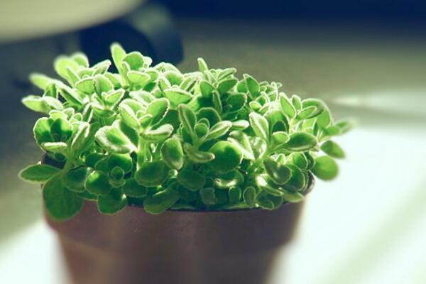 碰碰香夏季養(yǎng)殖方法，做好降溫措施并控制好肥水