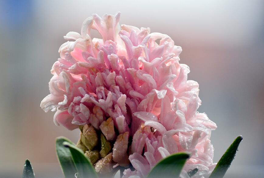 風(fēng)信子可以用水養(yǎng)嗎，可以/但是要注意及時(shí)換水和補(bǔ)充營(yíng)養(yǎng)