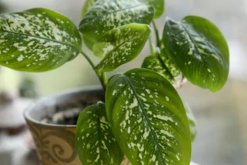 萬年青的養(yǎng)殖方法和注意事項：土壤適宜/溫度適中/切勿暴曬/合理澆水