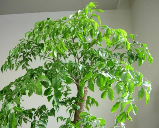 幸福樹(shù)病蟲(chóng)害，盤(pán)點(diǎn)最常見(jiàn)的四種病蟲(chóng)害防治大全