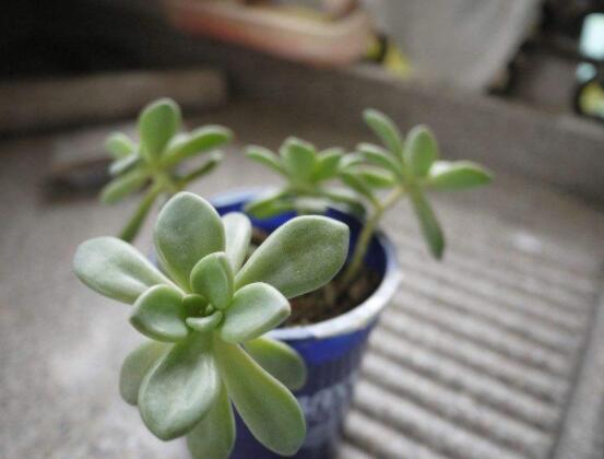 寶石花特點是什么，藥用價值是最大特色