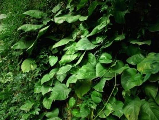 常春藤和常青藤一樣嗎，教你三種區(qū)別方法(形態(tài)/生長(zhǎng)環(huán)境/作用)