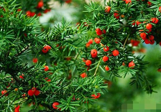 紅豆杉雌雄株怎樣分辨，教你最直觀簡單三種分辨方法