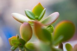 雅樂之舞掉葉子怎么辦，四種原因以及解決方法