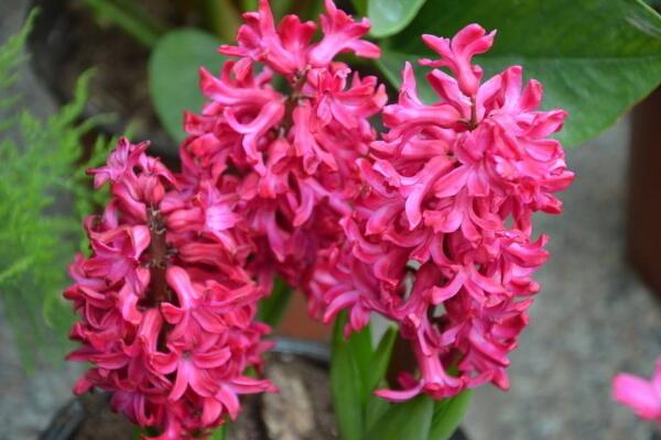 風(fēng)信子花謝了怎么處理，花謝了不要丟、保留種球來年還可以開花