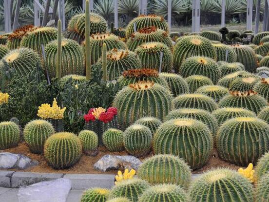 仙人掌的用途與價值，清熱解毒、消炎解暑、開胃健脾、清咽潤肺