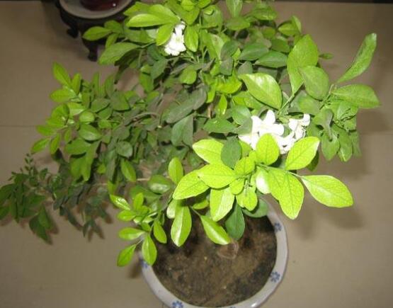 九里香多大開花，幼苗開花需3-4年/成株年年開花