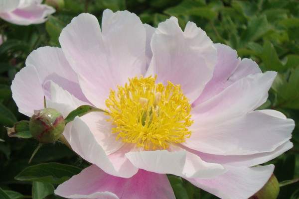 牡丹花怎么養(yǎng)家庭養(yǎng)法