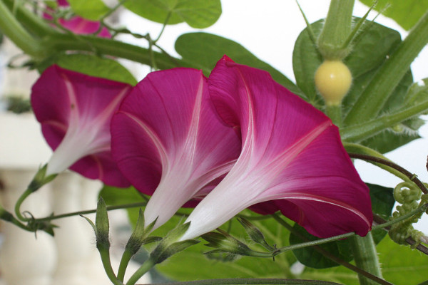 牽?；ㄔ诒狈侥苓^冬嗎