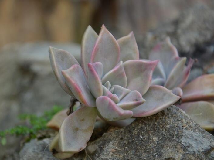 寶石花的繁殖方法，葉插和插穗操作方法