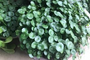 銅錢草怎么修剪，銅錢草剪掉葉子能活嗎