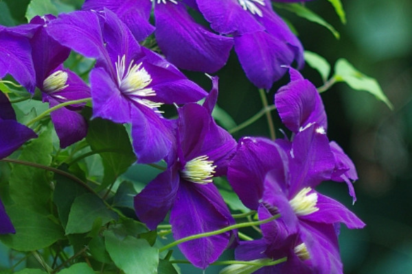 紫羅蘭會(huì)開花嗎長什么樣