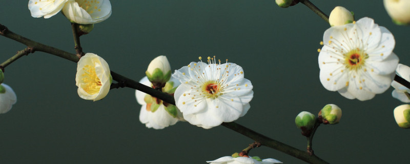 梅花的養(yǎng)殖方法和注意事項(xiàng)