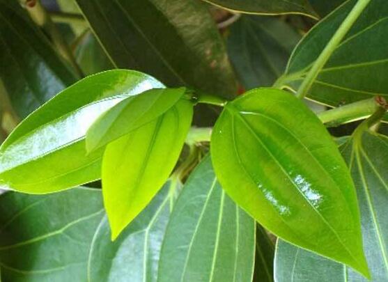 平安樹(shù)葉子耷拉怎么辦，三種原因以及解決辦法