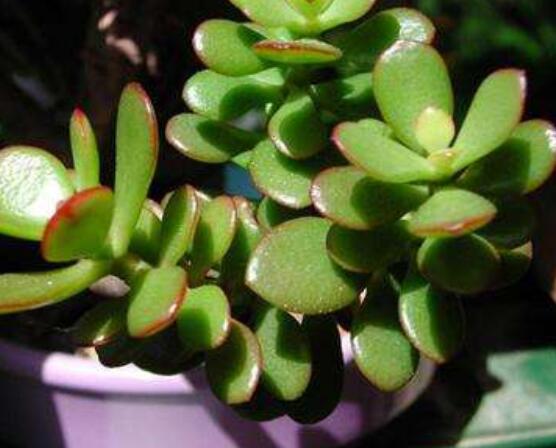 盆栽燕子掌的養(yǎng)殖方法，教你八大基本方法可生長(zhǎng)的青翠碧綠