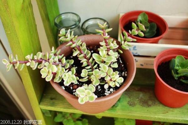 多肉雅樂之舞怎么扦插，5步即可完成扦插